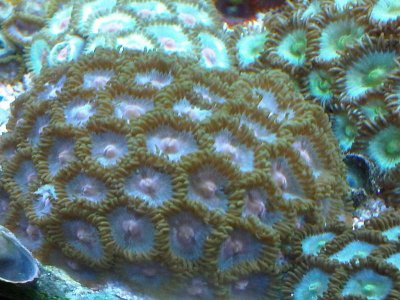 zoa4.jpg
