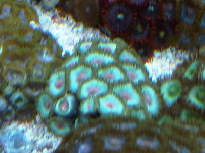zoa5.jpg