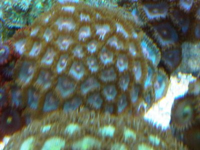zoa6.jpg