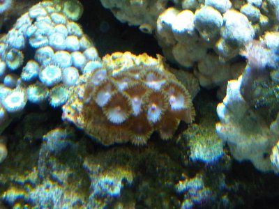 zoa7.jpg