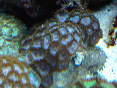 zoa8.jpg