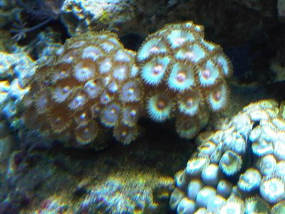 zoa9.jpg