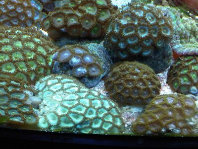 zoa10.jpg