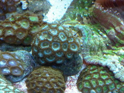 zoa11.jpg