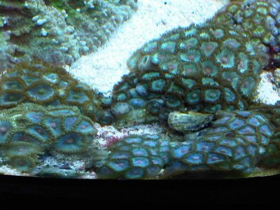 zoa12.jpg