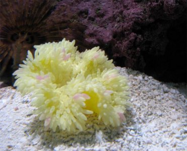 yellow sebae1 copy.jpg