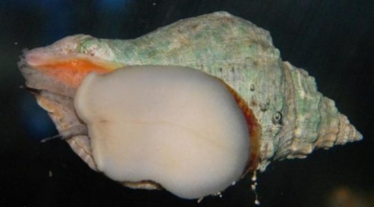 Conch - Foot.jpg Conch - Foot.jpg