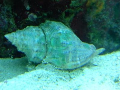 Conch on sand.JPG Conch on sand.JPG