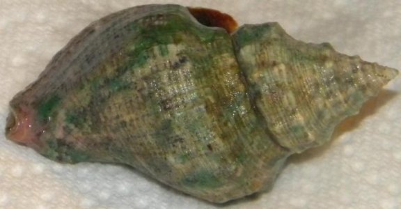 Conch - Top.JPG Conch - Top.JPG