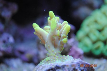 phils granulosa#3.jpg