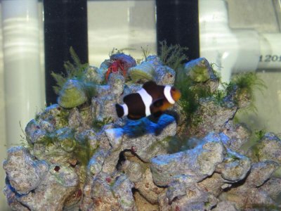 King of the Hill.jpg