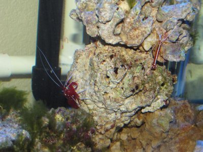 scare em away big ma.jpg