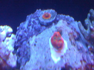 chalices 019.jpg