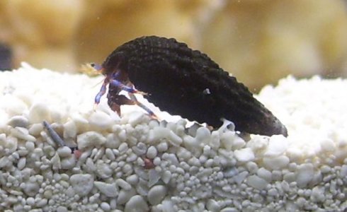 hermie%20the%20hermit%202.JPG