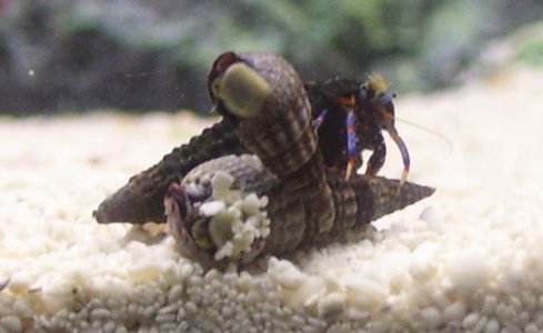 hermie%20the%20hermit.JPG