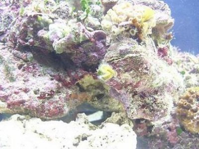 polyps.JPG