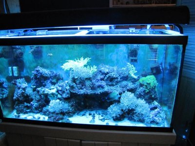 aquarium 001.jpg