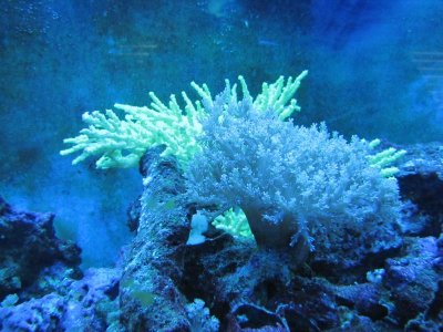 aquarium 002.jpg