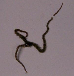 need id.jpg