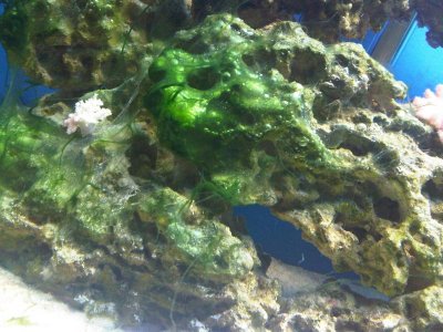 algae.jpg