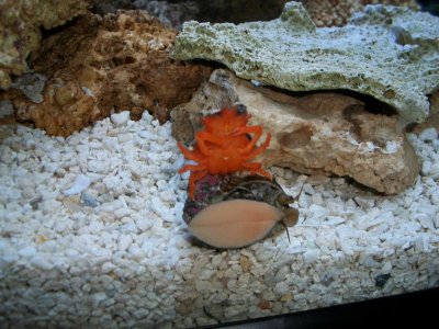 Crab.jpg