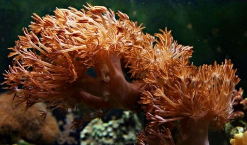 Pulsing xenia colony.jpg