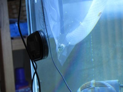 Emerald Crab acclimation.jpg