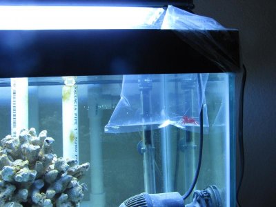 Fireshrimp acclimation.jpg