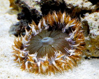 Anemone 001 copy.jpg