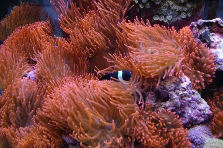 shamu peaking out 125g .jpg