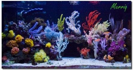 smallPolish Reef.jpg