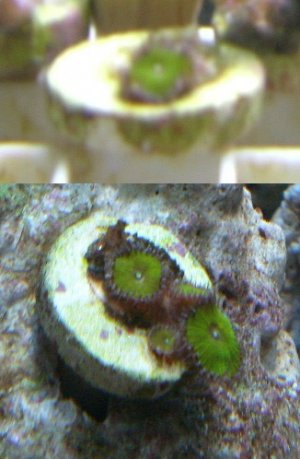 nuclear green - 2 weeks growth.jpg