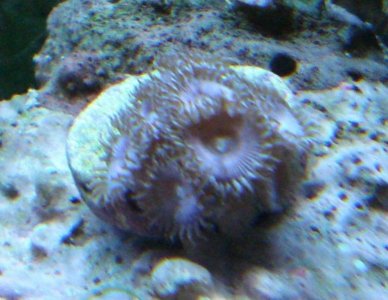 pink palys - 3 new polyps.jpg