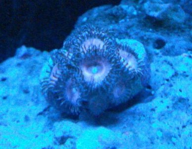 pink palys - actinic.jpg