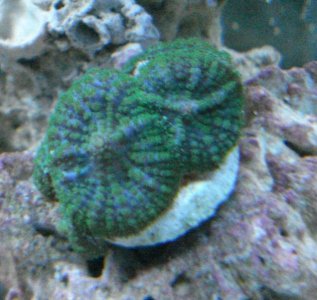 green mushrooms.jpg