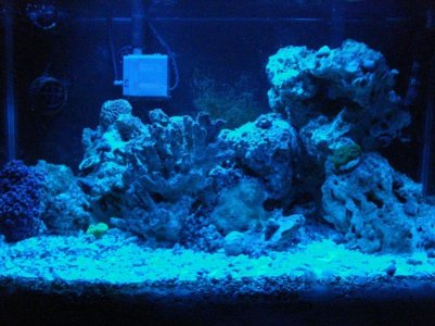 tank 2 actinic.jpg