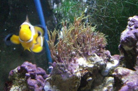green star polyps.jpg