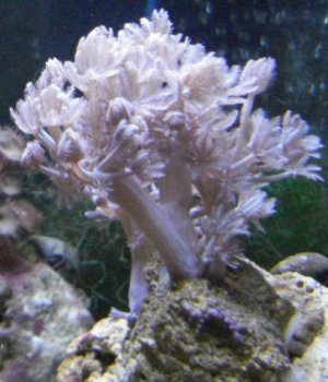 silver xenia - pink xenia growing back.jpg