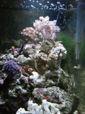 tank 1 side shot.jpg