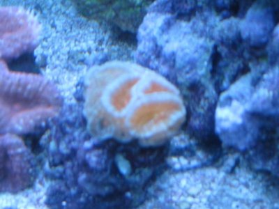 acan IMG_0001.jpg