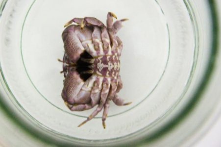 crab-3.jpg