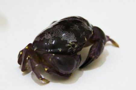 crab-4.jpg