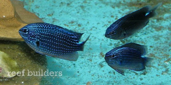 pomacentrus-tufi-papua-new-guinea-damselfish-5.jpg