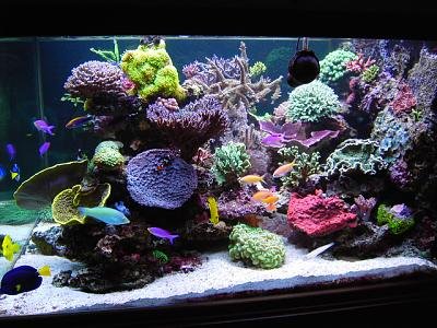 Erik' s reef.JPG