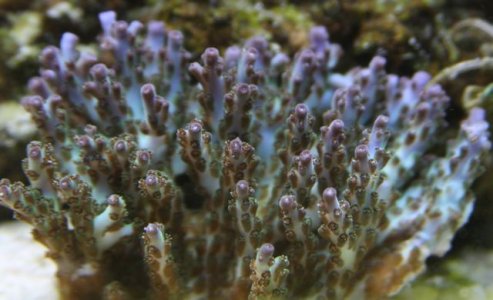 reef-01.jpg