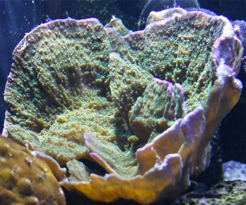 reef-10.jpg