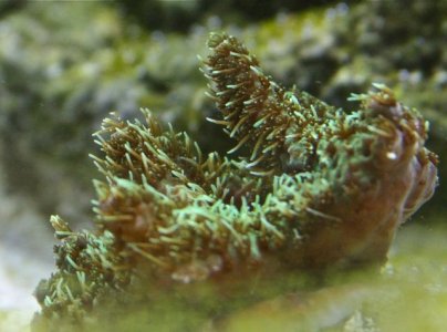 reef-03.jpg