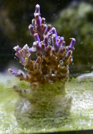 reef-04.jpg