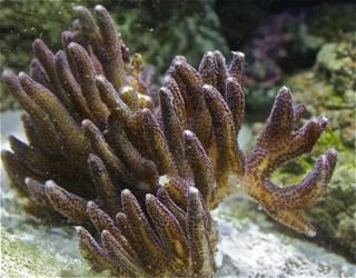 reef-21.jpg