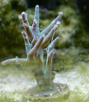 reef-05.jpg